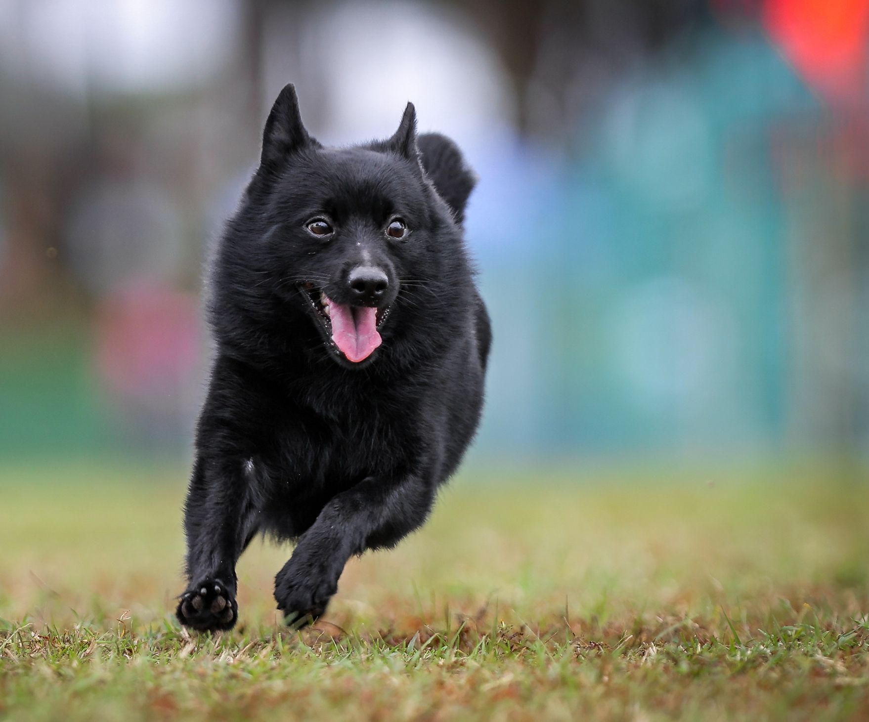 Another Dog of Flanders